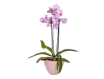 CAPI Orchid Planter - CITRON YELLOW